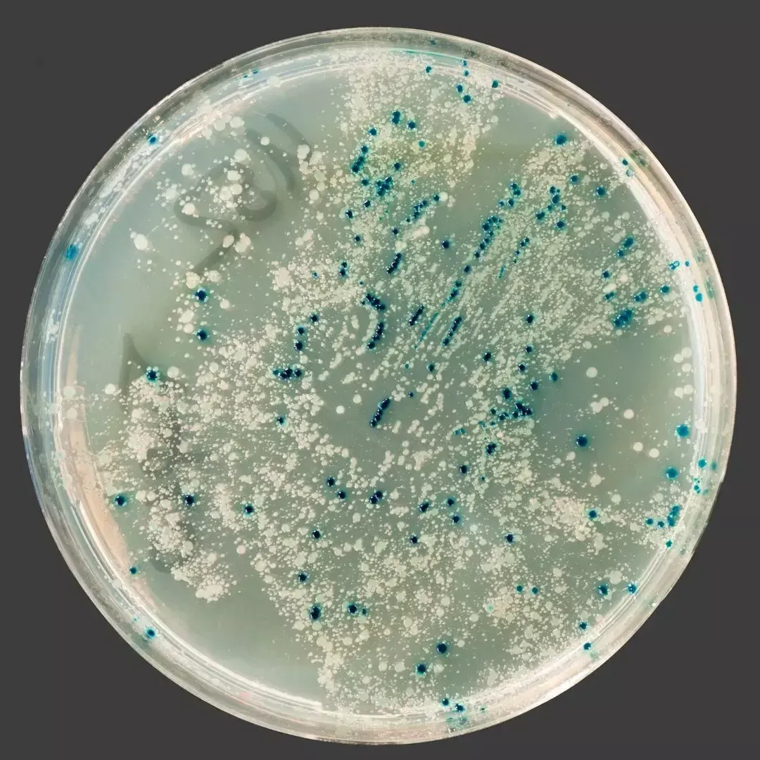 Mold colonies growing on a lab culture plate